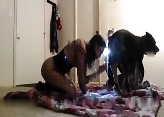 Amateur video where a Labrador gets utterly fucked