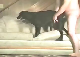 The hole of a horny doggo is dominated by a horny lad