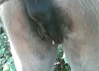 This amazing horse has a really tight and wet pussy