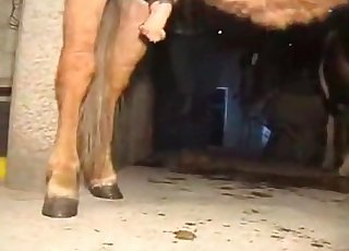 MILF in leather pants and a horny animal have good sex