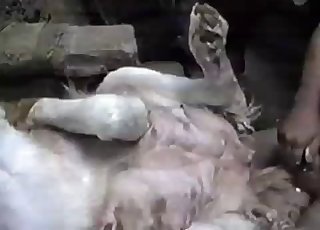 Geweldig neukfeest voor een kerel met een ongelooflijk grote pik