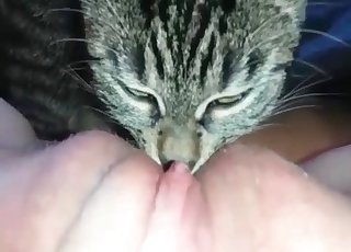 Trained pet licks her accurate wet vagina