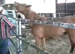 Woman is having an intense bestiality entertainment
