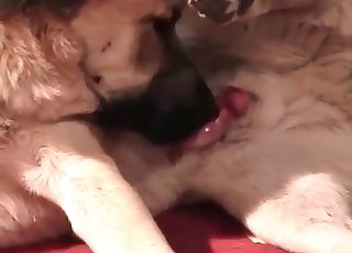 Amazing zoo porn featuring a cute and horny hound