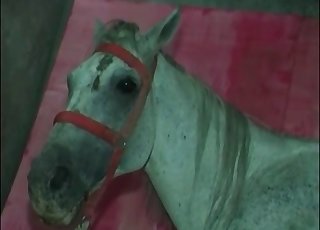 Una gran carga viene de un gallo semental
