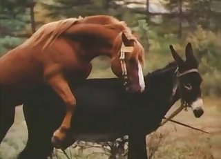 Donkey and horse are both enjoying bestiality sex