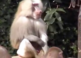 Monkey is masturbating his large cock for the camera