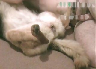 Horny person is abusing this cute little doggo