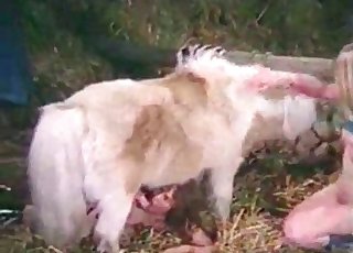 Insane dog sex action looks great