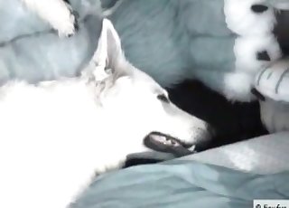 Male fucks his lewd as hell doggy