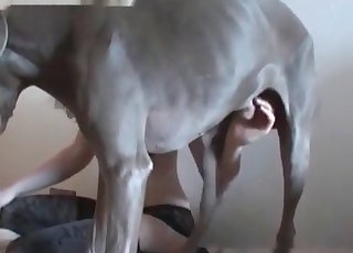 Smallish cock of a dog and lustful blonde