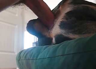 Rear end humped by host