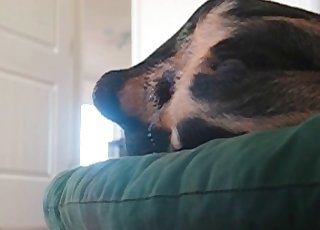 Rear end humped by host