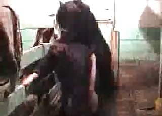 Zoöfiele slet neukt met kleine pony