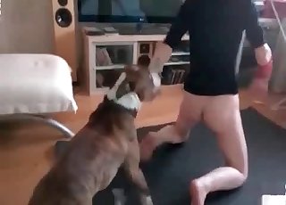 Ce chien baise ce zoophile rapidement
