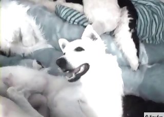 Ass-fuck penetration in the bestiality style