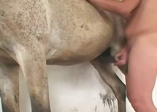 Horny as fuck stallion have sex with astonishing zoophile