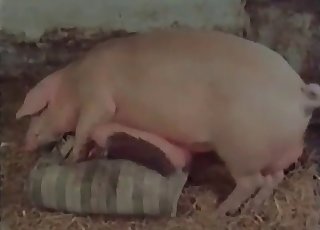 Massive pig romps a lusty zoophile