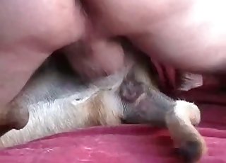 Opetettu koira saa omistajansa omistukseen