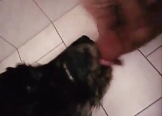 Dieser Hund leckt einen Schwanz wie ein Profi