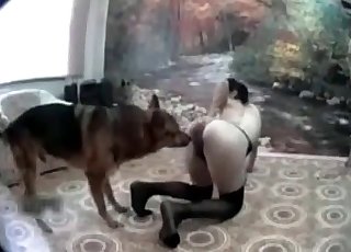 A legcsintalanabb kutya és sovány, karcsú zoofil