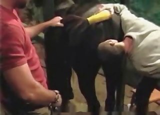 Estrema bestialità in una stalla