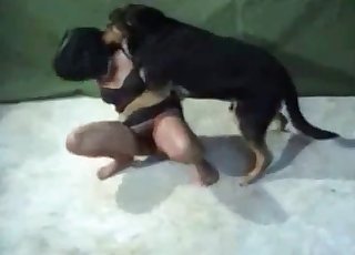 Doggy style bestiality sex with a German dog