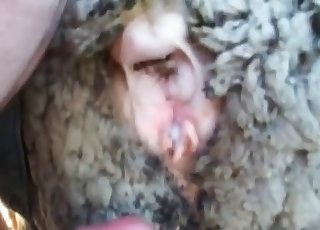 Anal bang-out with a perverted sheep at the farm
