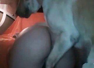 गंदे कुत्ते एक ज़ूफ़ाइल से खुश हो रहे हैं