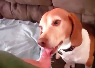 chiot mignon qui aime une bite raide