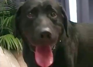 Bir köpek tarafından becerilen amatör fahişe