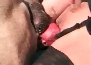 Kinky animal sex, close-up shots