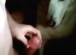 Dude gets his dong tongued by a mutt