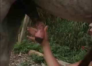 Konj dobi čutno oralno seksi