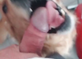 Cute pup learning blowjobs