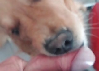 Cute pup learning blowjobs