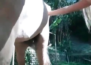 Stallion enjoying tight human puss