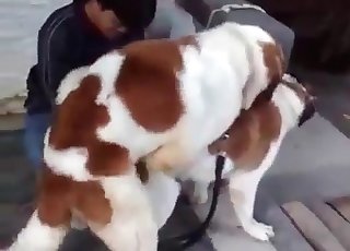 장난꾸러기 잡종을 위한 섹스 훈련