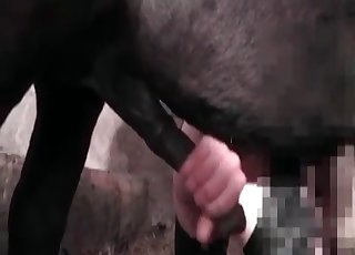 Un pony nero si gode un porno allo zoo