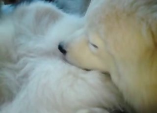 Puppy gets licked by a dog
