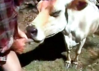 Seksi inek yaramaz eğlencenin peşinde