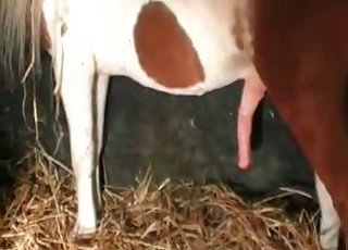 Dolcezza con le gambe lunghe scopata da un pony