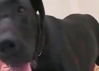 Hond krijgt deze schattige Aziatische kut