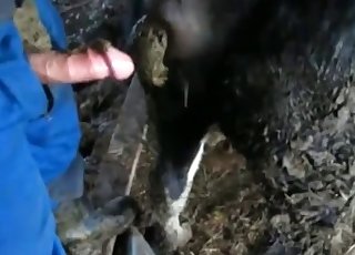 Cow gets owned by the proprietor