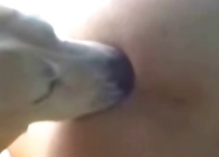 Cute dog fucking tight holes