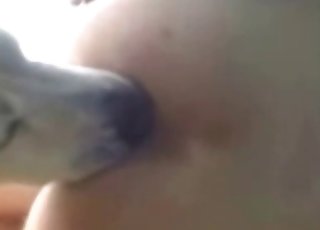 Милая собака трахает узкие дырочки