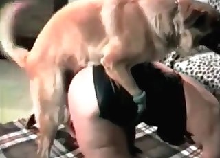狗和狗主人玩得很開心