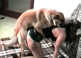 犬はホルダーと一緒に汚れてしまいます