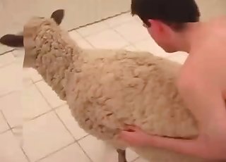 Sheep’s tasty butt hole fucked