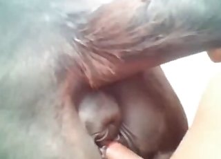 Perfect close-ups of zoo porn
